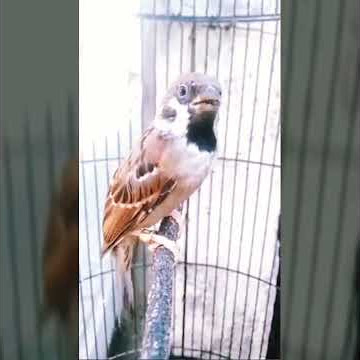 burung gereja gacor Nyrecet panjang