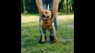 Havana Boys Jumping Jack Flash - American Pit Bull Terrier