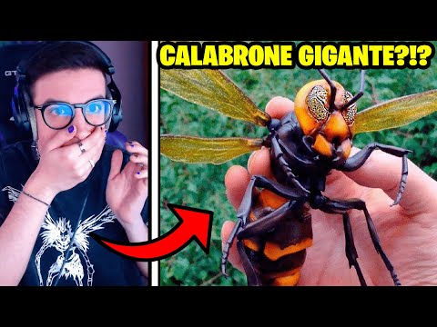 Video: Lo scarabeo più grande del mondo: foto, descrizione