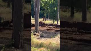 Marselina Mertens #239 Deurne 🇳🇱