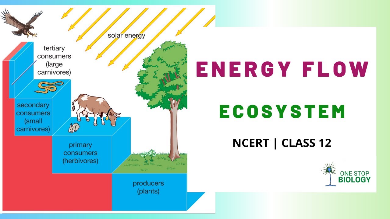 assignment on flow of energy