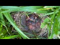 Trying to save the ground nesting birds