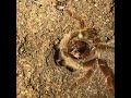 King Baboon Tarantula hissing  (stridulating)