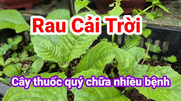 Rau Cải Trời và những tác dụng tốt cho sức khoẻ| ngừa ung thư| Hằng Lê HG85