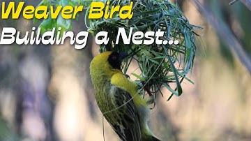 Weaver Bird Building a Nest | Most complex bird nests.