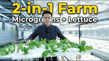 Commercial Mixed Container Farm: Hybrid NFT & Flood and Drain Hydroponic System
