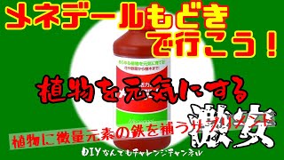 【メネデール自作】貼るカイロ・クエン酸・水で出来る植物活性剤！使い方は簡単！