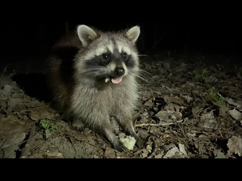 Лес Енотов. Краснодар. Их много