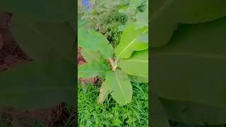 Kola Pathar nachun Dekho Rangila batashe ❤️❤️#sorts #vairalshort #