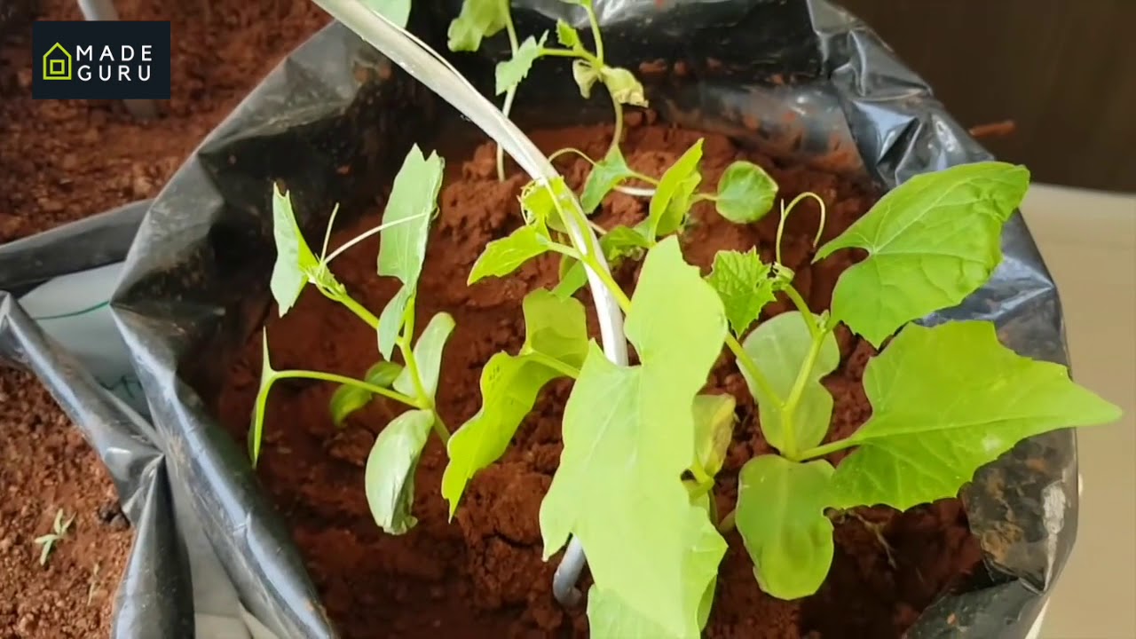 How to grow ORGANIC RIDGE GOURD in GROW bags AT HOME from