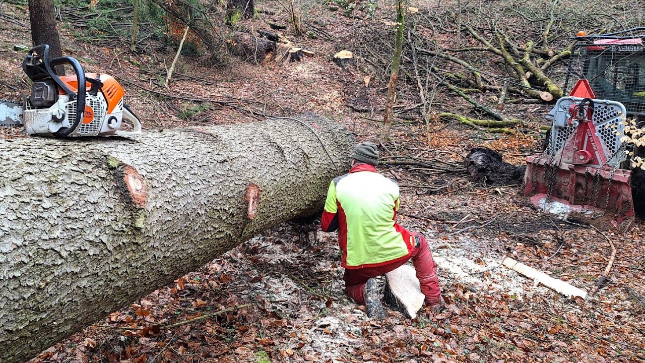 Добыча елей-гигантов из глубоких ям, Stihl ms 500i, Zetor Proxima, Amles, Forestwork