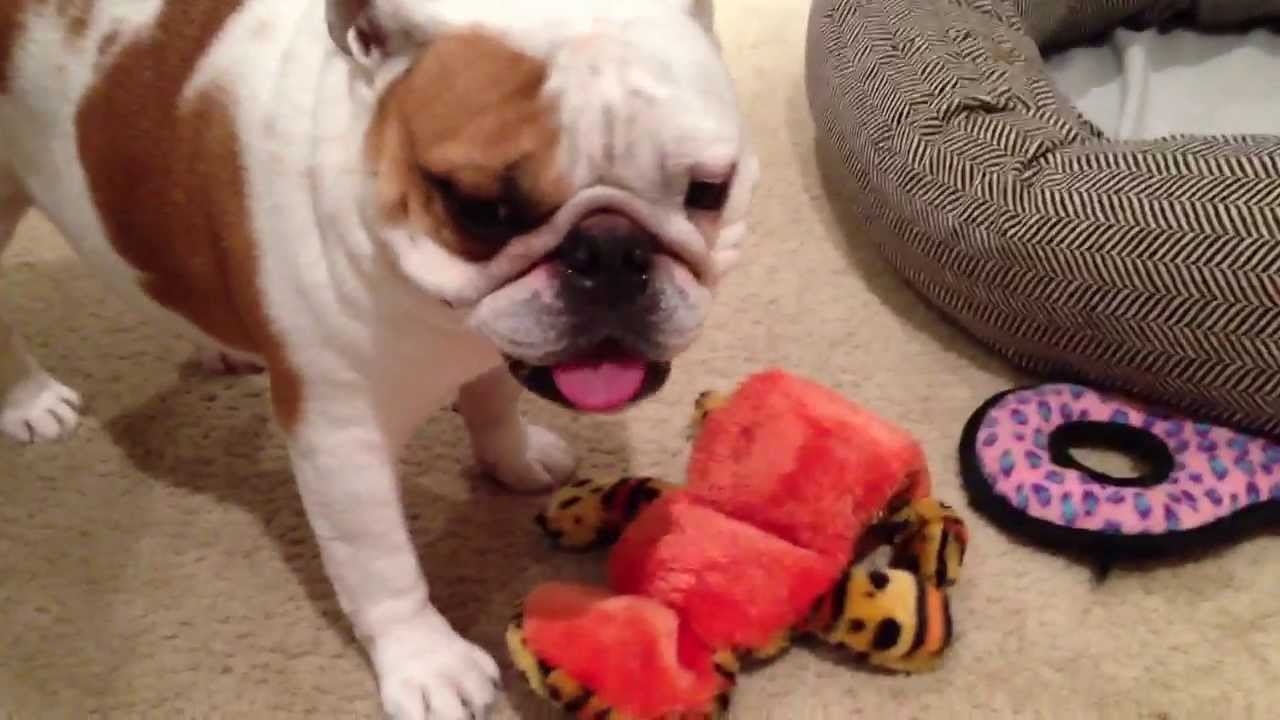 clips for crocs English bulldogs and toys