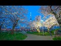 Night sakura from Asakusa to SkyTree tower・4K HDR