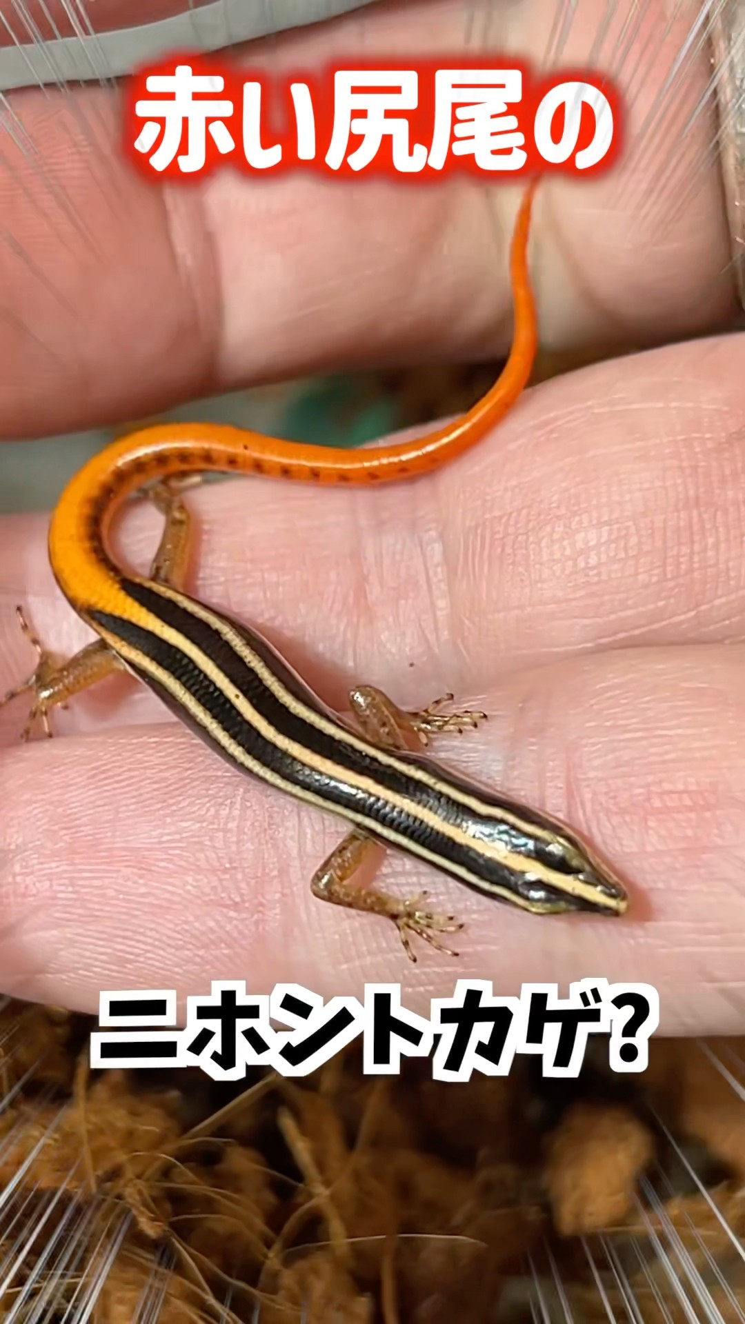 【本物】赤エイのしっぽ　A【トゲ付き】 本物】赤エイのしっぽ A【トゲ付き】