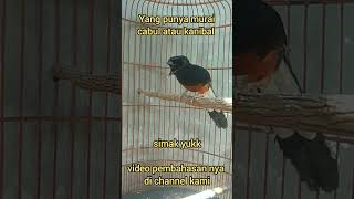 Murai Batu Cabul Atau Kanibal