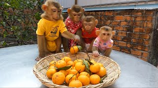 Wow Happiness &amp; Adorable Family | Four Little Monkey Silently Sit Waiting Eat Oranges Fruits