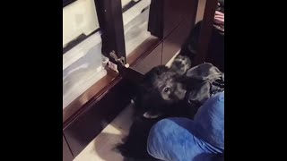 Little Puppy Goes Crazy Over His Reflection In The Mirror