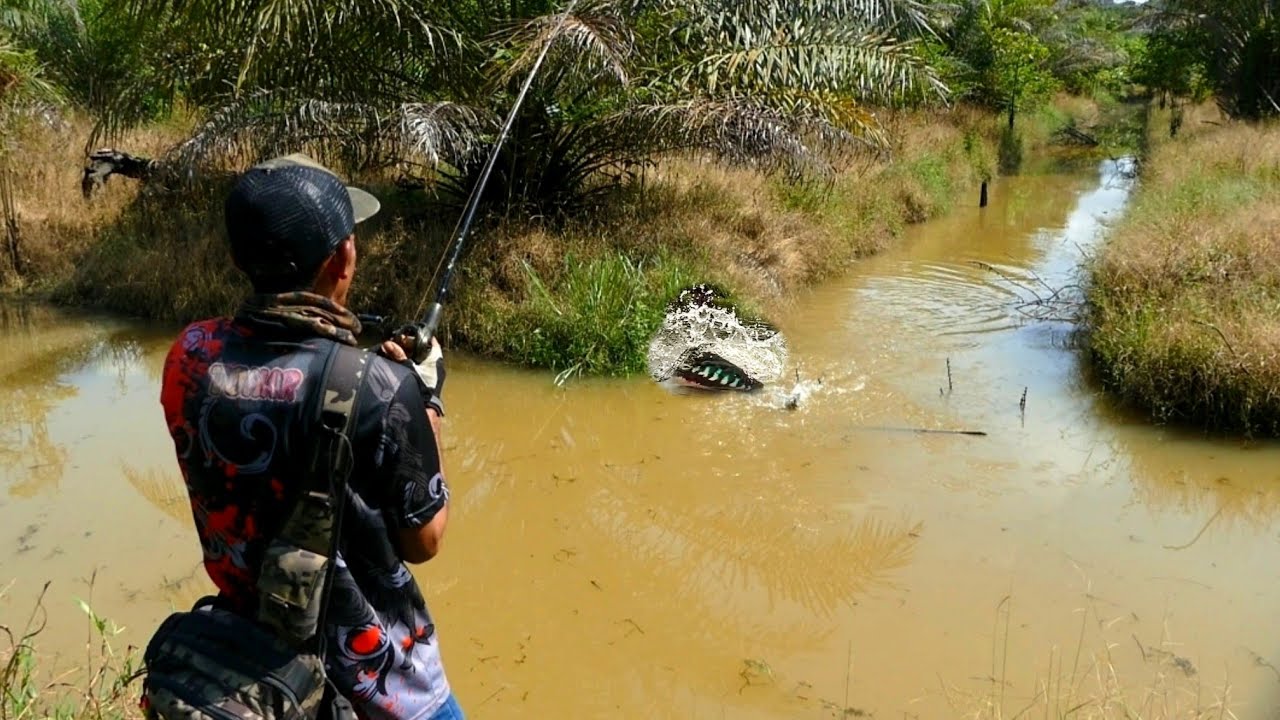 Asyik! Akhirnya bisa mancing ikan predator pak | casting ikan gabus