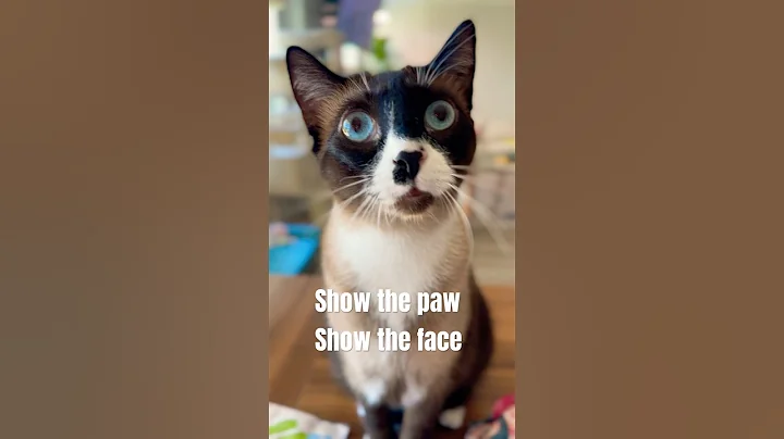 Video 10142331: shorthair siamese, snowshoe siamese cat