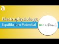 Electrophysiology: Equilibrium Potential