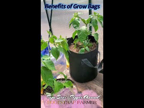 Pros and Cons of Grow Bags for Gardening 