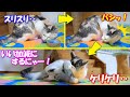 スリスリしようとするとバシッと叩いて来る謎の輪についに堪忍袋の緒が切れた三毛猫