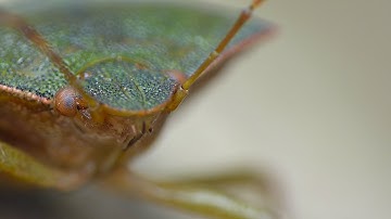 Shield Bug 🛡 - Macro Videography - Panasonic Lumix + Raynox DCR-250 - Macro Shots
