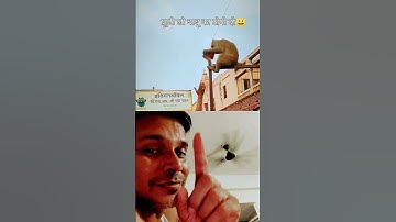 Naughty Monkeys of Vrindavan(#trending #viral #shorts #vrindavan #viralvideo #shortsfeed)