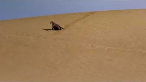 Philomena Cunk falling talking about egyptians look on dying