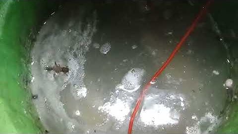 Kích cá nước mặn 22 fet cầu h. . 