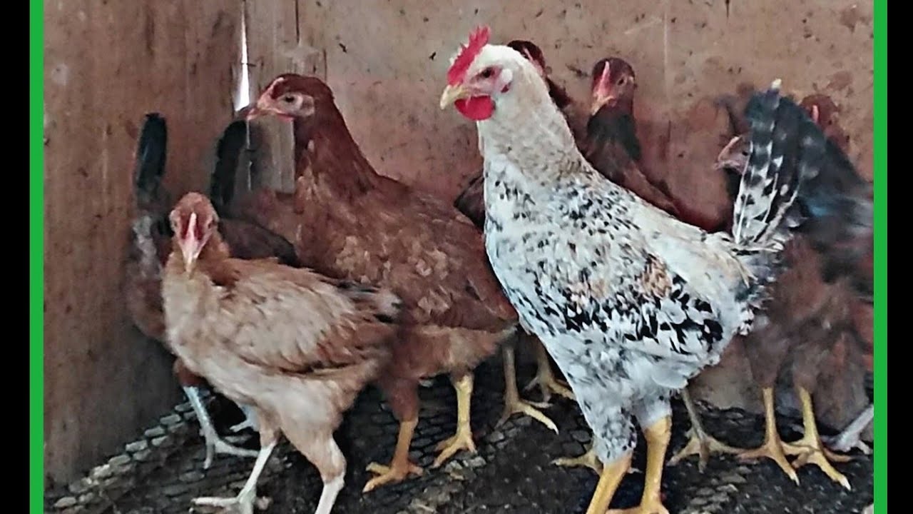 فوائد خلطه البنجر وكيفيه تحضيرها للفراخ البلدي