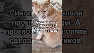 Прогноз погоды #котмишель #cat #настроение #мем #кот #юмор #смех
