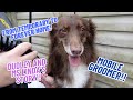 Dudley is the dog that she didn't even know she wanted or needed!