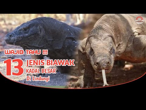 Video: Kadal monitor abu-abu: deskripsi, habitat, kebiasaan, foto