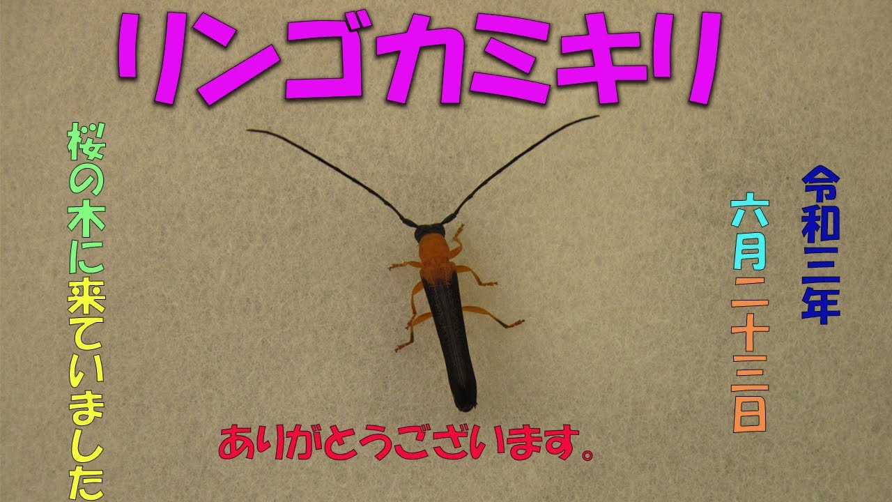 リンゴカミキリ21 06 23 Youtube