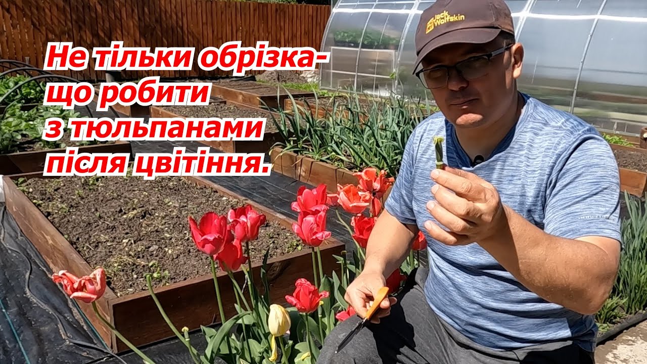 Що одразу робимо з тюльпанами після цвітіння щоб на наступний рік вони цвіли ще краще!.