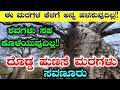 ಸವಣೂರು ದೊಡ್ಡ ಹುಣಸೆ ಮರಗಳು | ಹಾವೇರಿ | The big Baobabs of Savanur | Haveri | Dodda Hunase mara