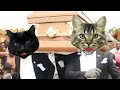 Astronomia - Coffin Dance Meme - Cat Cover (Official Music Video HD) Cats version by PushTheTempo