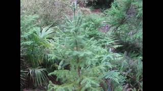 China fir tree thriving on Neglect!