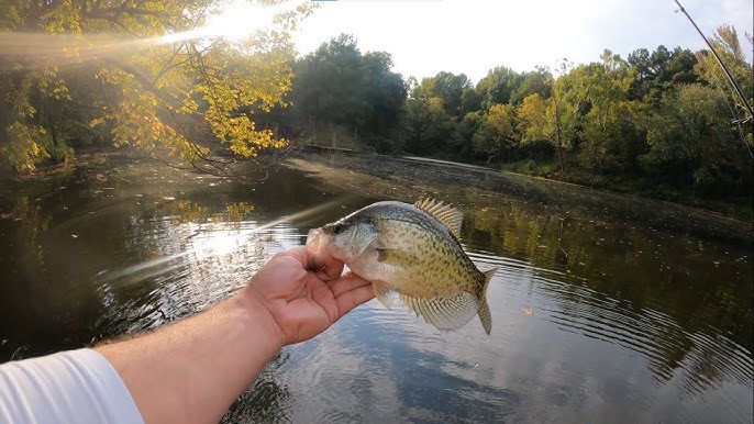 Your Guide to Crappie: From Identification to Pond Management – Living  Water Aeration