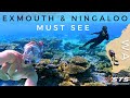 Exmouth  ningaloo reef  an underwater paradise