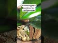 очень хорошо раскукливает корни и активирует рост новых