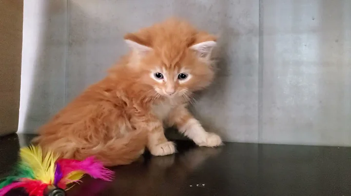 Video 11305061: chaton maine coon, chaton bengal