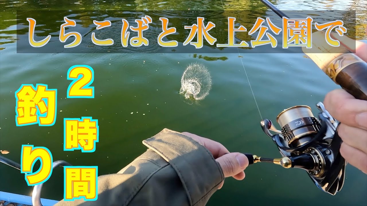 【エリアトラウト】しらこばと水上公園へ釣り修行しに行ったつもりが、楽しめました。プールトラウト（pool fishing）／ニジマス・釣り・管理釣り場・管釣り