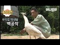 근데 막내딸이라고 너무 곱게 키웠나봅니다 ㅣ White Peacock Must Be Worth A Million Bucks By How Spoiled He Is