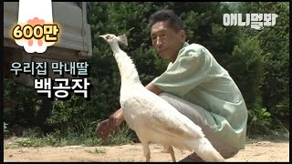 White Peacock Must Be Worth A Million Bucks By How Spoiled He Is