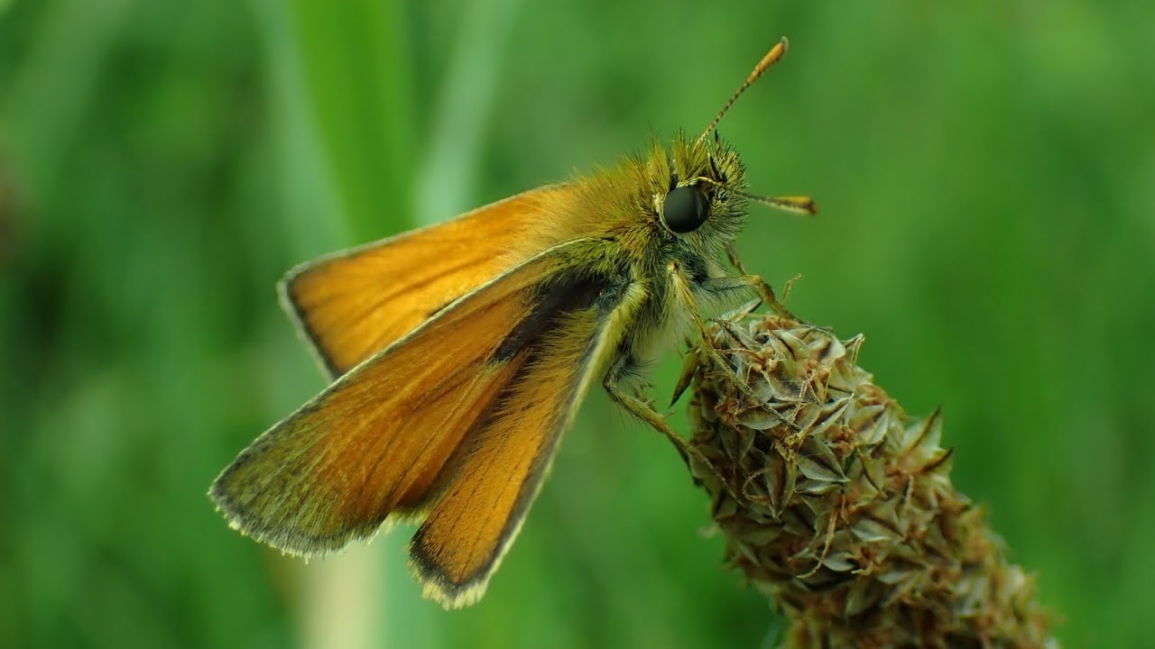 Geelsprietdikkopje/Small skipper (Thymelicus sylvestris)