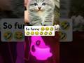so funny cat jerry vedio #cat #funny #pets #cute #trendingshorts #viralshort #shorts #funny #cute
