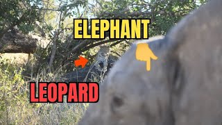 Kruger National Park - 1st day reopening - elephants and leopard
