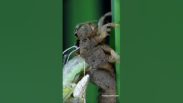 Chuồn chuồn lột xác - Sự kỳ diệu của tạo hóa